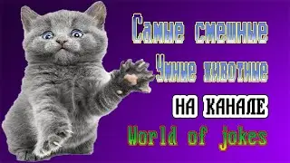 Смешные животные 2020. Приколы кошки и собаки.