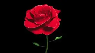 Maya 3D Hybrid Rose Blooming Animation HD
