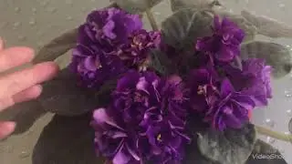 Фиалка ЕК-Чёрная Жемчужина. Цветущая фиалка
