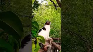 Два караульных на балконе