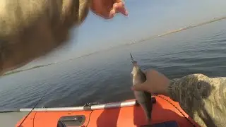 Catching perch with a Chinese Cicada.