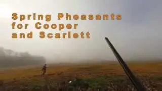 Spring Pheasants for Cooper and Scarlett