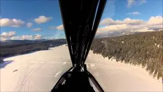 t bird flight