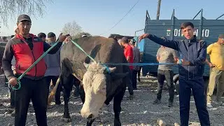 МОЛИ ФАРБЕ ВА БУКА МОЛБОЗОРИ РЕГАР 26 августа 2024 г.