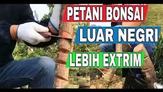 YANG BELUM TAU HARUS TAU INI....!!!!  #BOWONGSO #BONSAI