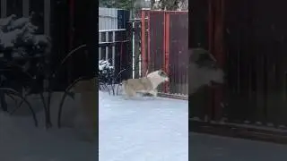 НЕ ОТВЛЕКАЙ АЛАБАЯ ОТ ОХРАНЫ...