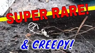 HORSE HAIR WORM?