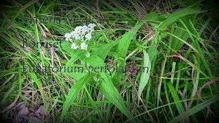 Materia Medica Boneset 8