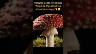 Рост мухомора. переходите в телеграмм @Pavel_Talanov