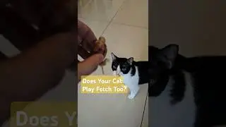 My Cat Plays Fetch. Our FIP Warrior Smokey  #catlover #cat #catshorts