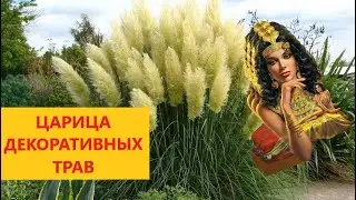 ПАМПАСНАЯ ТРАВА или КОРТАДЕРИЯ ВЫРАЩИВАНИЕ ИЗ СЕМЯН. ПРОЕКТ - ЭКСПЕРИМЕНТ ВЫРАЩИВАЮ В  ЧЕРНОЗЕМЬЕ.