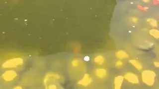 25 Koi Fish for Sale - Spanish For, UT
