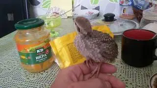 Как приручить кеклика. Кеклику Васе 20 дней.