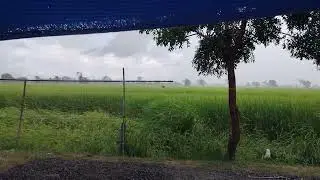 ทุ่งนาฝนตก