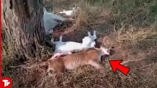Cougar Tried to Hunt Cow and Nature Intervened