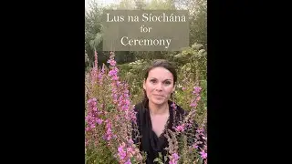 Lus na Síochána (Purple Loosestrife) for couples ritual from Ivywood Woodland