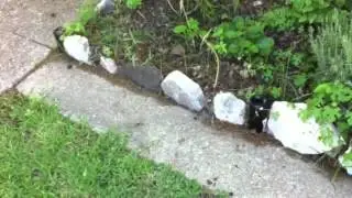 Repurposed garden border: wine bottles
