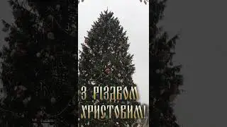 С Рождеством Христовым!  Главная новогодняя елка на Соборной площади Кремля! 