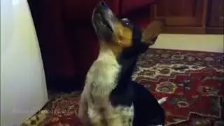 Goodboy Swallows a Whole Mouse (EDITED)