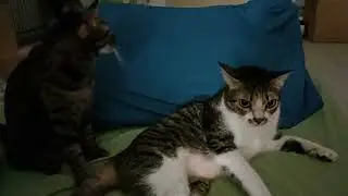 Cat refuse to share even an inch of his favourite spot