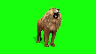 Lion green screen video || lion vfx || lion cgi || green screen video