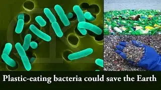 Did you know Now bacteria can eat plastic bottles ? By Three P's Entertainment