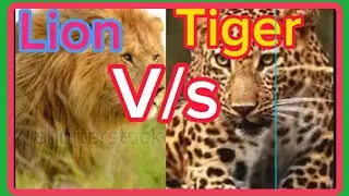 Lion 🦁 v/s Tiger🐯🐅 Video 2024,#Lion#vs #Tiger #youtubeshorts #viral #goviral #shortvideo