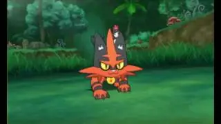 My Torracat tribute