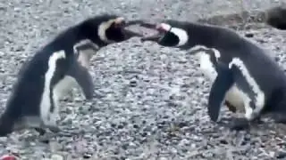 Cheating Penguin Fight (with John Williams)