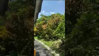Recorrido por el Jardín Botánico de Santo Domingo