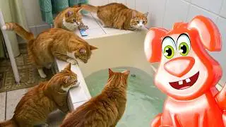 Рыжие котики купаются в ванне вместе с желейным псом Стасиком.
