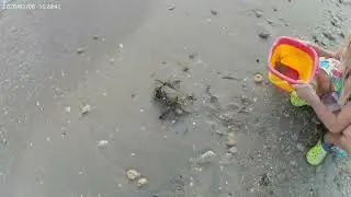 Выпускаем краба в море.