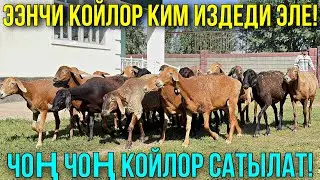 30 БАШ СЫНДУУ ЖИЛИКТҮҮ КОЙЛОР ЧЫКТЫ 🤯 #байтв