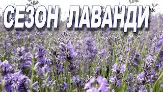Сезон лаванди