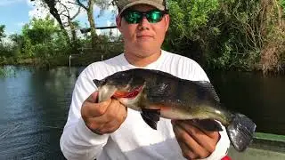 Big Peacock Bass and Everglades Holiday Park!!!