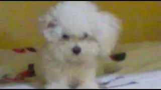 Mila capotando