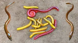 Wadidaw! Mencari kakiseribu, luwing dan menemukan ikanlele, ikanhias, ikan belut,kurakura,ikan betok