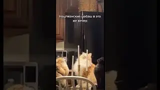 Подругу бросил парень | прикол