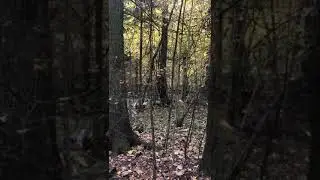 74 е по белке (2/6)