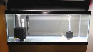 How to Quarantine Saltwater Fish