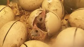 Miracle Born from Egg Membrane Chick hatching from Eggs | معجزة ولدت من غشاء بيض فقس كتكوت من البيض
