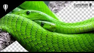 How to remove background in CorelDRAW 2022 using Shape tool or basic objects