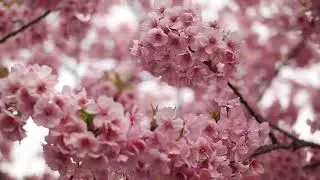 Sakura - Non Copyright Video
