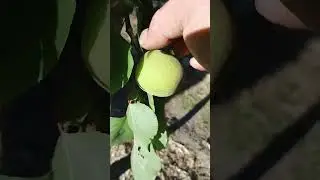 Giant Apricots