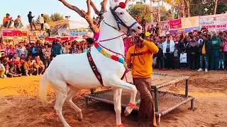 ऐसा डांस किया तब घोड़े को first prize मिला चिड़ावा महोत्सव में 0011