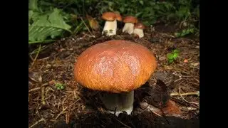 Грибное чудо. Белые грибы как в сказке.