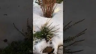 #сад