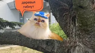 Парк при Ливадийской больнице. Состояние и погибшие многолетние гималайские кедры