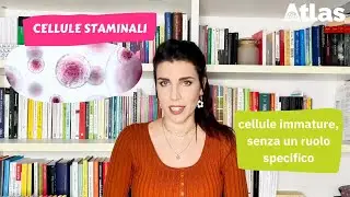 Che cosa sono le cellule staminali