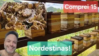 Desafio: fazer 15 nordestinas virarem 60 em 12 meses! A primeira divisão. Saiba tudo!